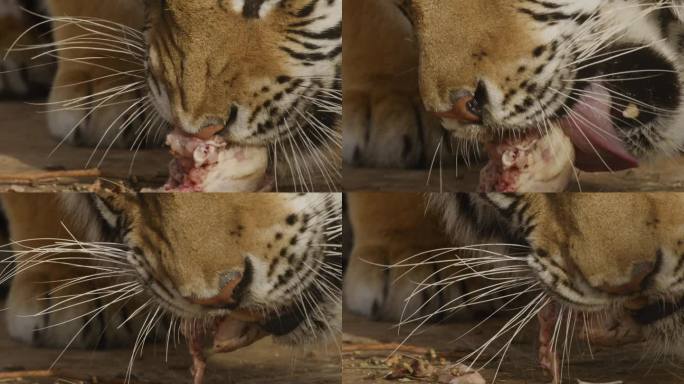 老虎闭上嘴吃肉