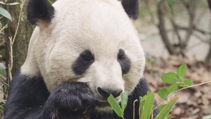 熊猫 国宝 成都大熊猫 熊猫谷 熊猫玩耍