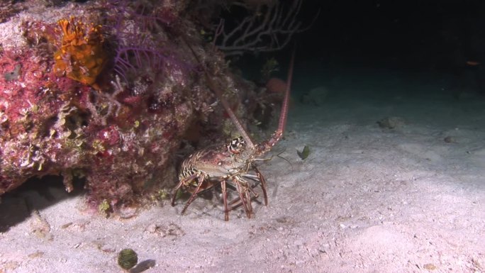 海底珊瑚下的龙虾。