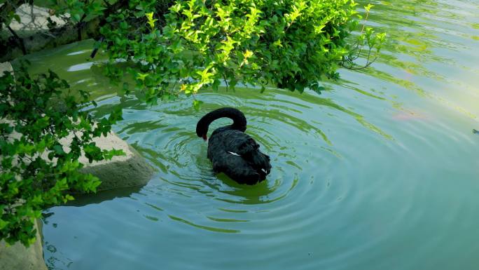 池塘阳光草地上的黑天鹅
