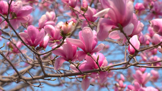 玉兰花紫玉兰花