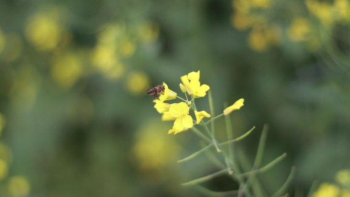 蜜蜂采油菜花