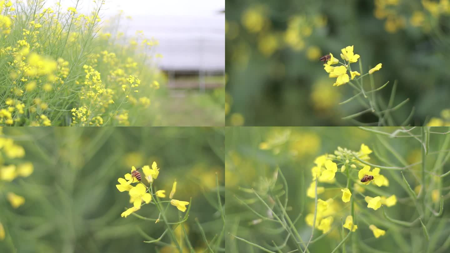 蜜蜂采油菜花