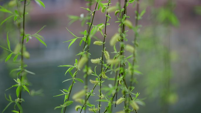 柳树发芽 春天 绿叶空镜头