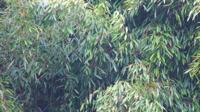 杭州植物园公园树林竹林风景视频素材