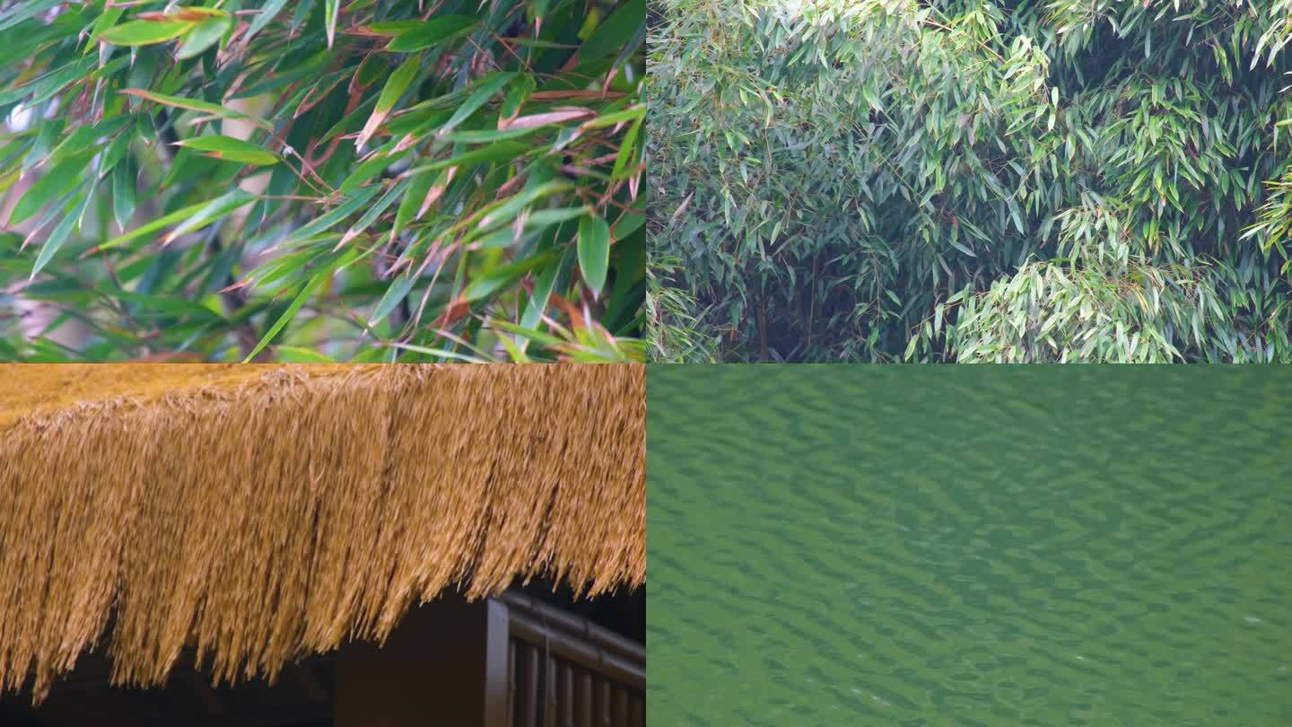 杭州植物园公园树林竹林风景视频素材