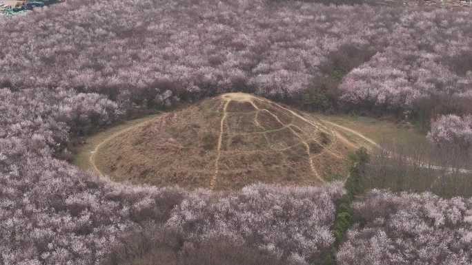 陕西地标明秦王墓桃花花海航拍西安旅游宣传