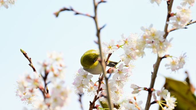 红胁绣眼鸟吃花蜜