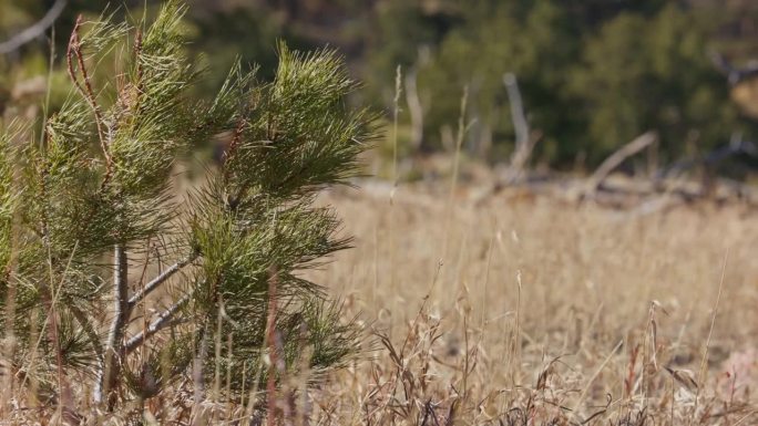 科罗拉多州博尔德原野中的原生植物和树木