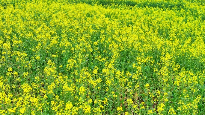 金黄油菜花海合集