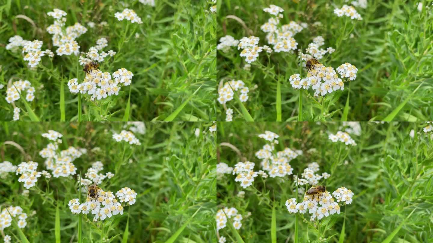 花的背景，近距离蜜蜂收集蜂蜜在白色的蓍草花。