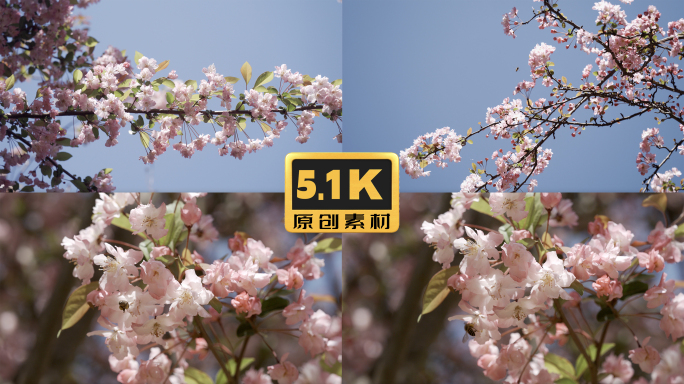 5K-春暖花开，蜜蜂在海棠花上采蜜