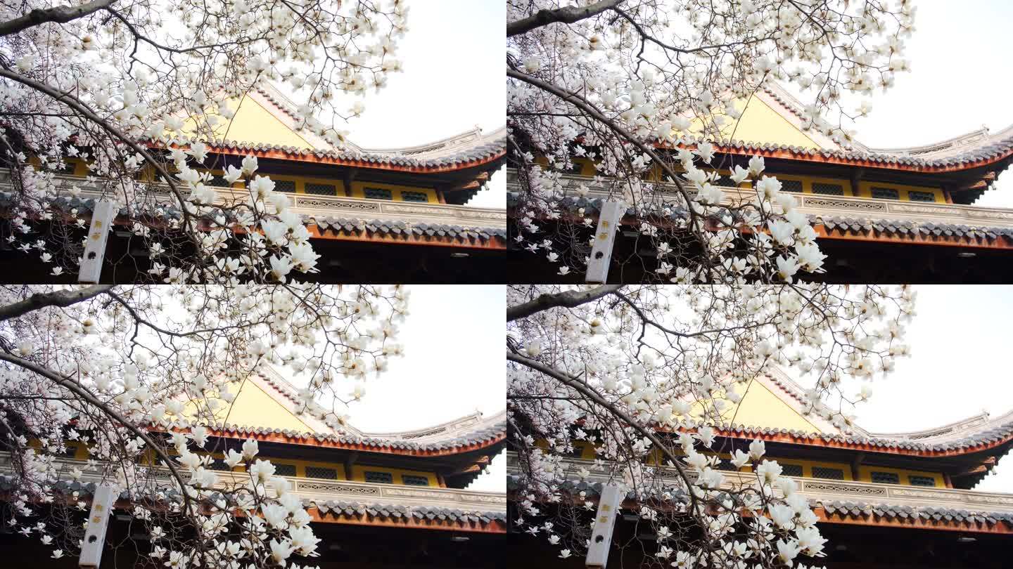 上海龙华寺玉兰花在春天盛开