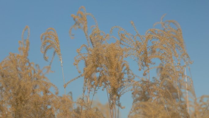 阳光微风中的芦苇花