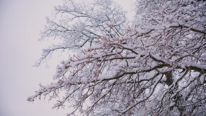 雪花缓缓地飘落在冬日的大地上。树枝上的雪。