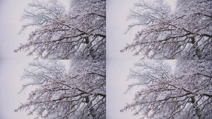 雪花缓缓地飘落在冬日的大地上。树枝上的雪。