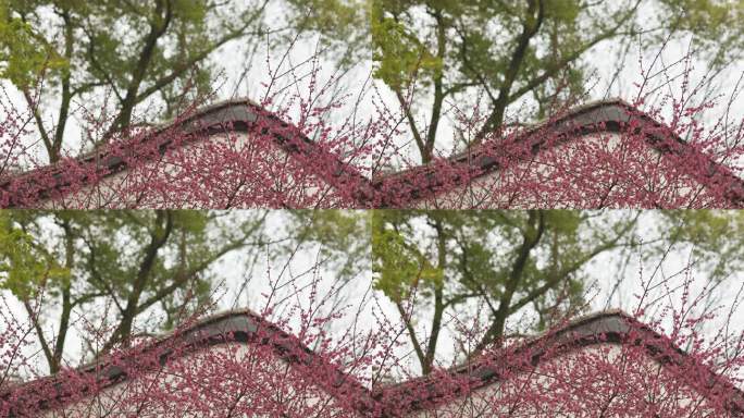 春天中式古典园林中的梅花