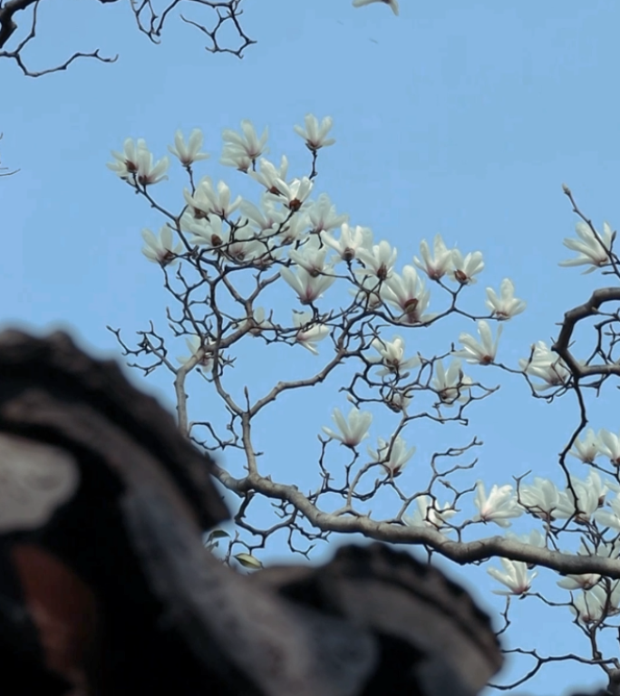 玉兰花 园林 春天 苏州 江南