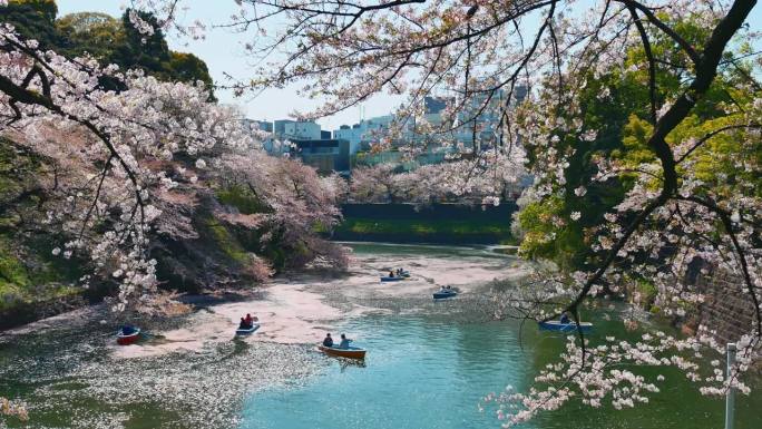 在日本东京的千鸟町公园，樱花花瓣飘落