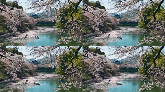 在日本东京的千鸟町公园，樱花花瓣飘落