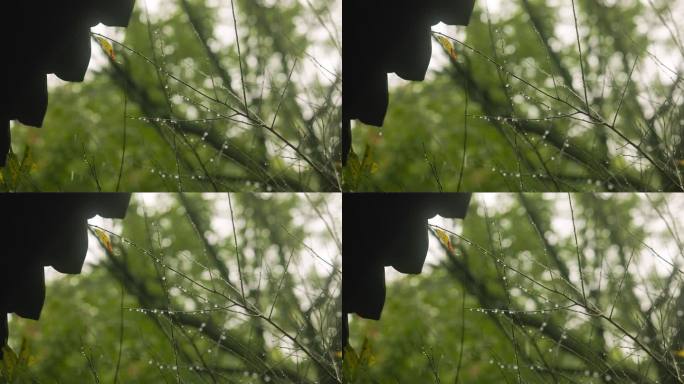 江南园林雨中的韵味美感