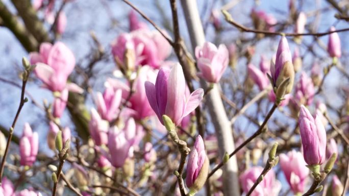 粉红色的木兰树在春天开花。白玉兰花卉园景色优美