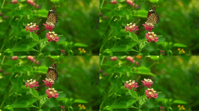 花丛中的飞舞采蜜的蝴蝶慢镜