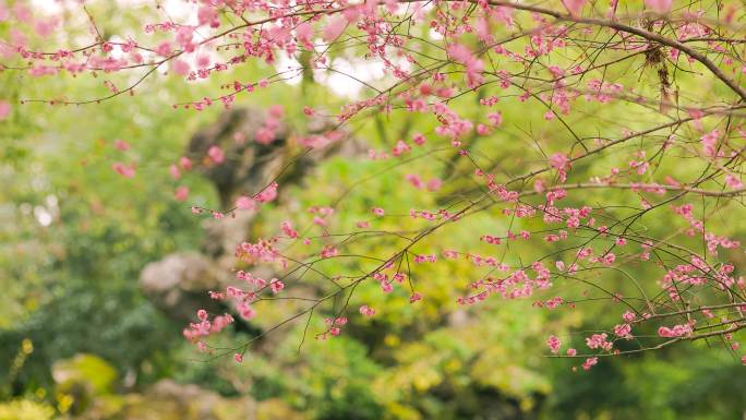 春天中式古典园林中的梅花