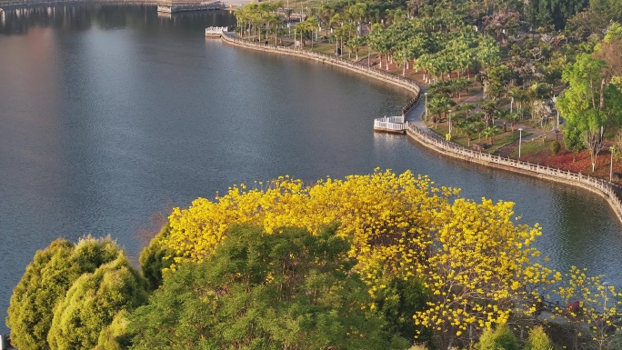 美丽的黄花风铃木盛开在春水边