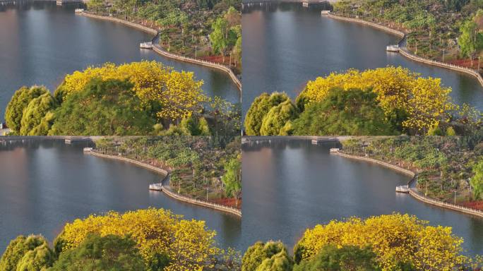 美丽的黄花风铃木盛开在春水边