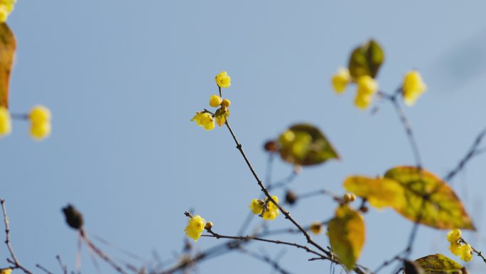 腊梅花枝