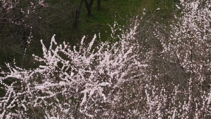 陕西地标明秦王墓桃花花海航拍西安旅游宣传