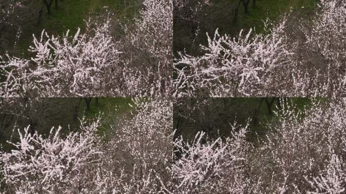 陕西地标明秦王墓桃花花海航拍西安旅游宣传