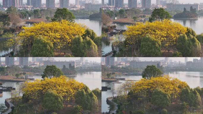 春天的黄花风铃木