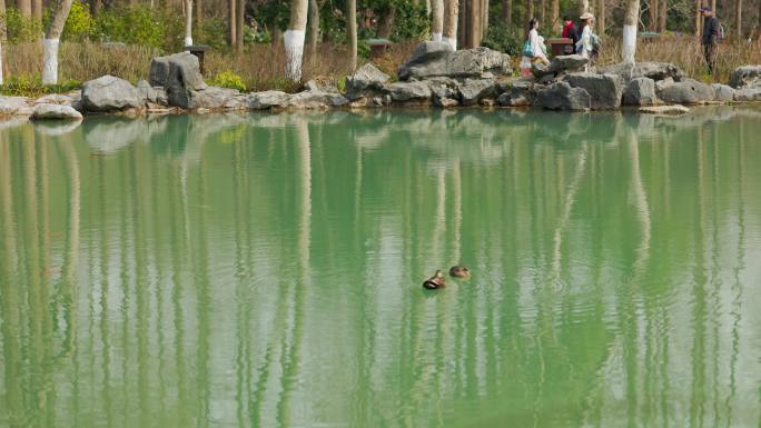 初春春水湖面上的水鸭