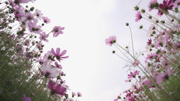 波斯菊花 山花特写实拍