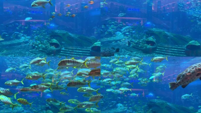 热带鱼群水族馆