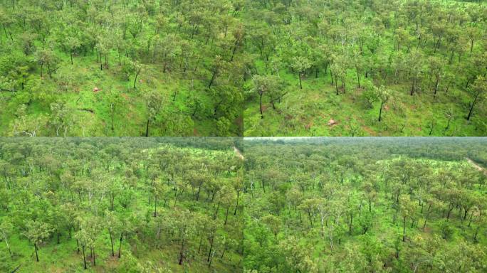 澳大利亚内陆稀疏植被林下的绿色林木的空中无人机