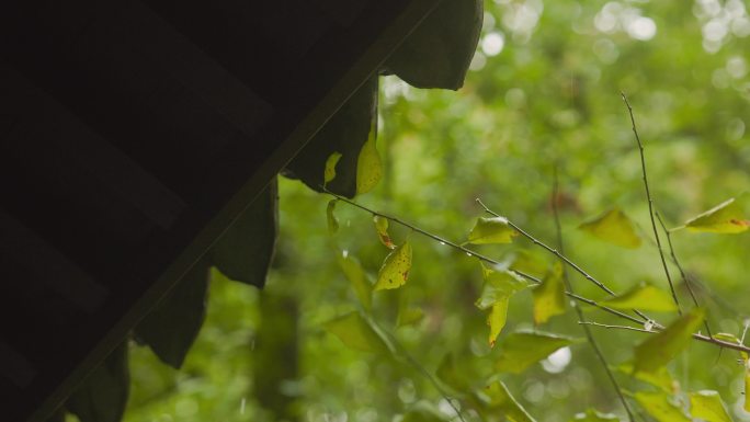 江南园林雨中的韵味美感