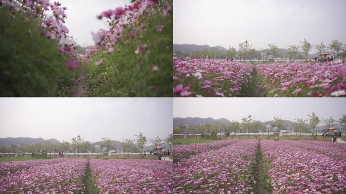 波斯菊花 山花特写实拍