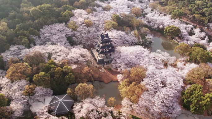 无锡鼋头渚樱花谷航拍