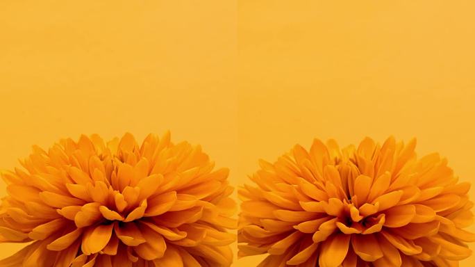 在一个延时6K视频中，鲜艳的橙色万寿菊与时尚的芥末黄色背景相映照，捕捉了一朵花的生与死的循环