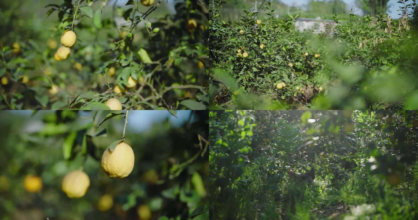 柠檬种植基地柠檬种植户4k