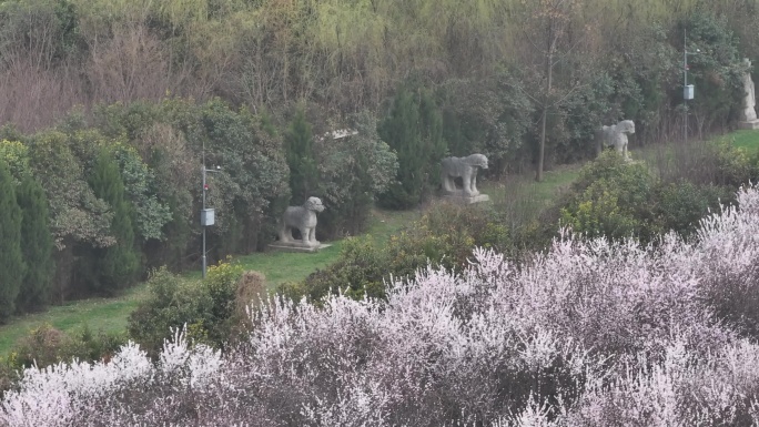 陕西地标明秦王墓桃花花海航拍西安旅游宣传