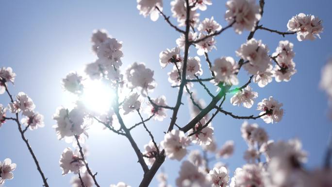 杏花盛开 丘陵地带 春季 百花盛开 唯美