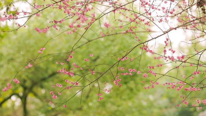 春天中式古典园林中的梅花