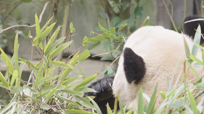 熊猫 国宝 成都大熊猫 熊猫谷 熊猫玩耍