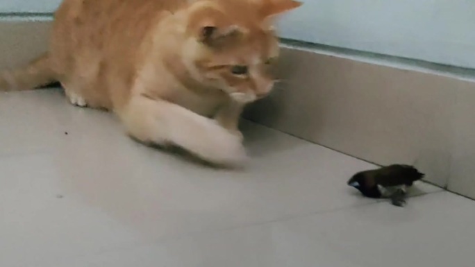 胖胖的橙色猫在猎鸟