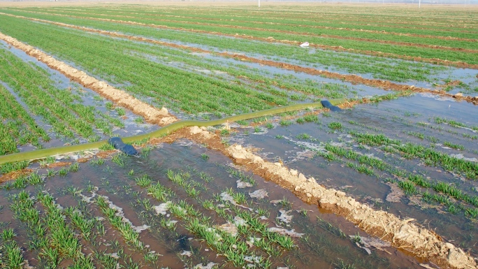 【4K】春灌 小麦返青期 小麦灌溉