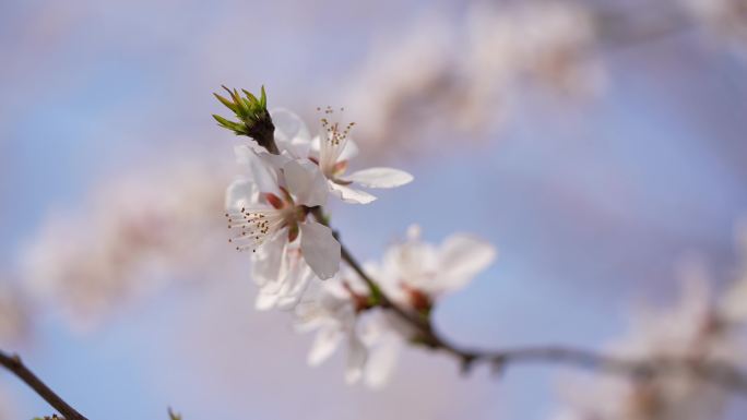 二道沟十里堡桃花